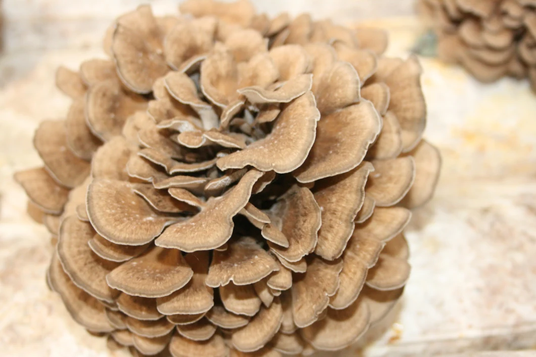Maitake Mushroom Powder Extract Grifola Frondosa Extract