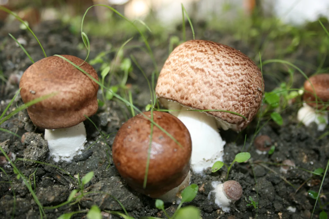 Natural Agaricus Blazei Murill Mushroom Extract Powder Agaricus Blazei Extract