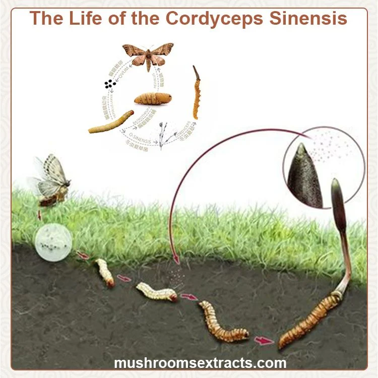 Cordyceps Mushroom Herbal Powder Cordyceps Mushroom Plant Extract Cordyceps Sinensis Extract Cordyceps Militaris Extract for Immunity