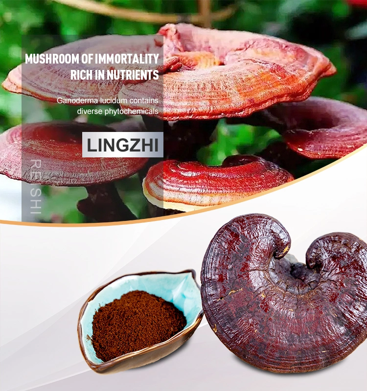 Wholesale Reishi Lingzhi Mushroom Ganoderma Lucidum Extract Spore Powder Polysaccharide Mushroom Plant Extract