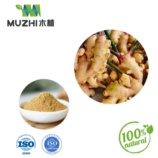 Ginger Powder Natural Herbal Plant Extract