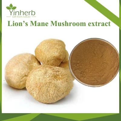 Professional Production and Wholesale Cordyceps Sinensis Extract / Super Lion′ S Mane Mushroom